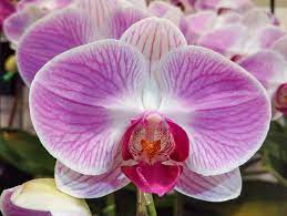 Essential Orchids Care Tips for Stunning Blooms